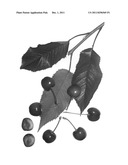 Cherry Tree Named  Royal Tioga  diagram and image