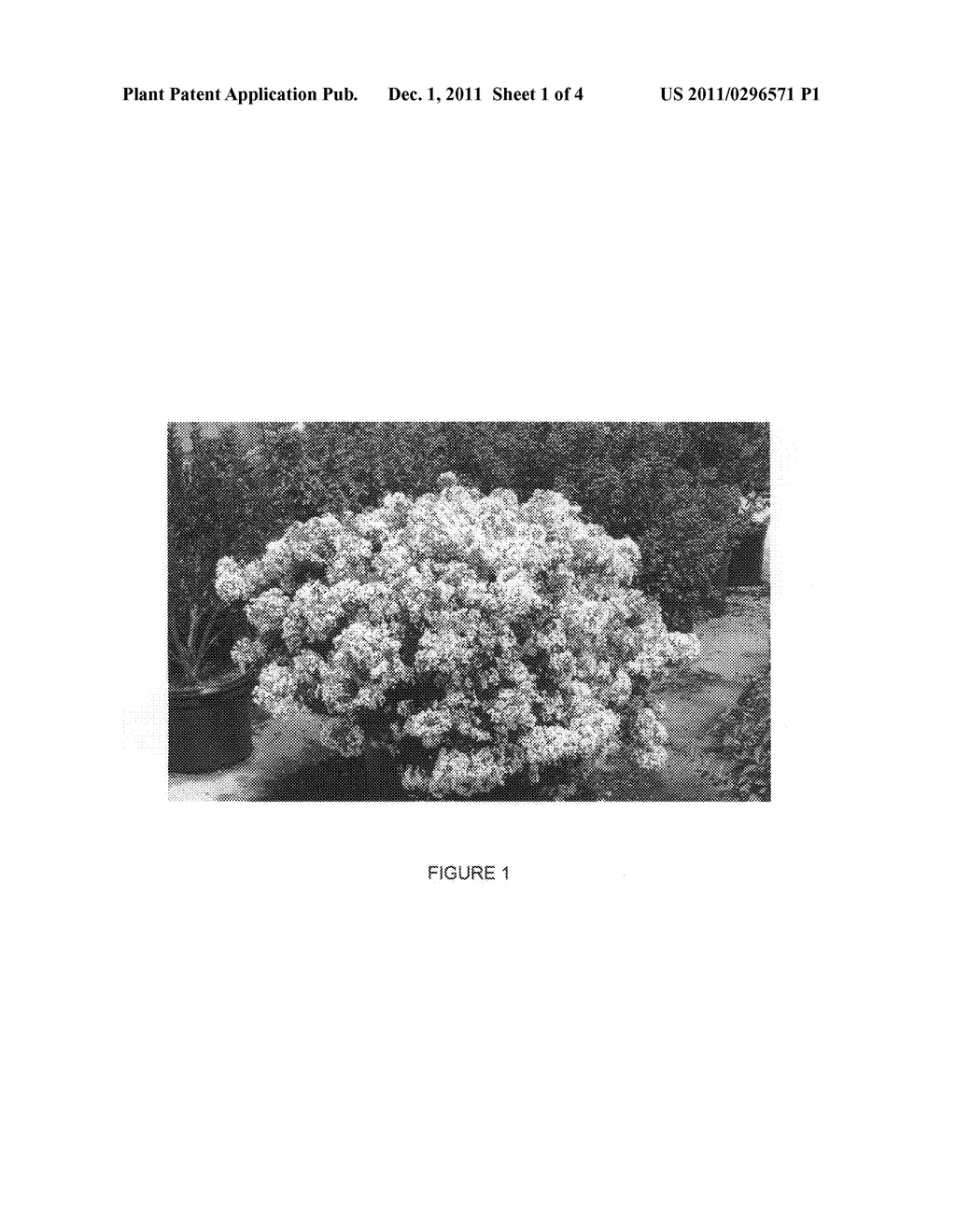 Lagerstroemia plant named 'PIILAG-I' - diagram, schematic, and image 03