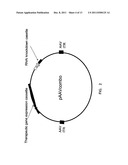 COMPOSITIONS AND METHODS FOR COMBINED THERAPY OF DISEASE diagram and image