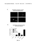 CHIMERIC AND HUMANIZED ANTIBODIES TO ALPHA5BETA1 INTEGRIN THAT MODULATE     ANGIOGENESIS diagram and image