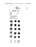 METHOD OF PREPARING ADENOSINE-RESISTANT ANTI-TUMOR T LYMPHOCYTES FOR     ADOPTIVE IMMUNOTHERAPY diagram and image