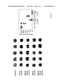 METHOD OF PREPARING ADENOSINE-RESISTANT ANTI-TUMOR T LYMPHOCYTES FOR     ADOPTIVE IMMUNOTHERAPY diagram and image