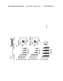 METHOD OF PREPARING ADENOSINE-RESISTANT ANTI-TUMOR T LYMPHOCYTES FOR     ADOPTIVE IMMUNOTHERAPY diagram and image