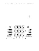 METHOD OF PREPARING ADENOSINE-RESISTANT ANTI-TUMOR T LYMPHOCYTES FOR     ADOPTIVE IMMUNOTHERAPY diagram and image