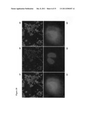 ANTIOXIDANT CAMPTOTHECIN DERIVATIVES AND ANTIOXIDANT ANTINEOPLASTIC     NANOSPHERES THEREOF diagram and image