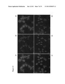 ANTIOXIDANT CAMPTOTHECIN DERIVATIVES AND ANTIOXIDANT ANTINEOPLASTIC     NANOSPHERES THEREOF diagram and image