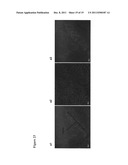 ANTIOXIDANT CAMPTOTHECIN DERIVATIVES AND ANTIOXIDANT ANTINEOPLASTIC     NANOSPHERES THEREOF diagram and image