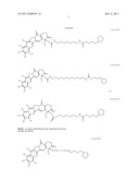 ANTIOXIDANT CAMPTOTHECIN DERIVATIVES AND ANTIOXIDANT ANTINEOPLASTIC     NANOSPHERES THEREOF diagram and image