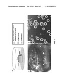 CARTILAGE REGENERATION WITHOUT CELL TRANSPLANTATION diagram and image