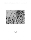 CONTROL OF THE TOXICITY OF GOLD NANOPARTICLES diagram and image