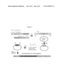 ENGINEERING COMPLEX MICROBIAL PHENOTYPES WITH SUCCESSIVE INTEGRATIONS OF     EXOGENOUS DNA (SIEDNA) diagram and image