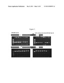 ENGINEERING COMPLEX MICROBIAL PHENOTYPES WITH SUCCESSIVE INTEGRATIONS OF     EXOGENOUS DNA (SIEDNA) diagram and image