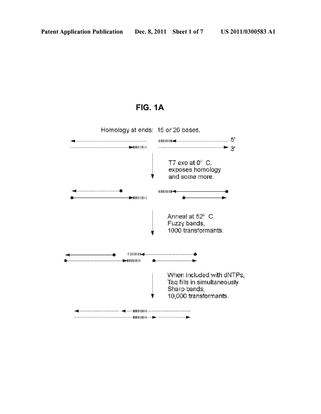 IN VITRO RECOMBINATION METHODS USING 5' EXONUCLEASE - diagram, schematic, and image 02