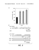 MUTATIONS AND GENETIC TARGETS FOR ENHANCED L-TYROSINE PRODUCTION diagram and image