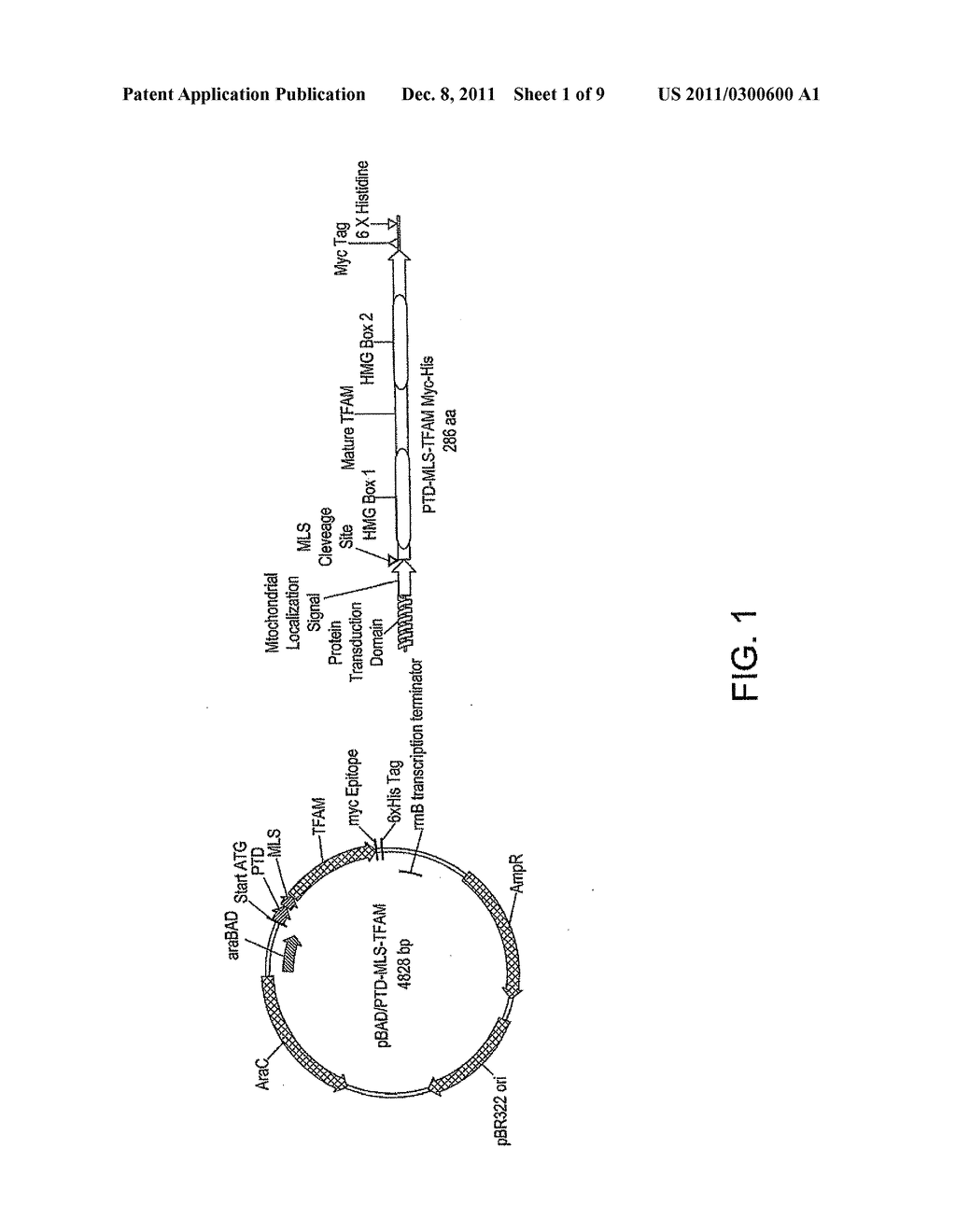 METHODS AND COMPOSITIONS FOR DELIVERING POLYNUCLEOTIDES - diagram, schematic, and image 02