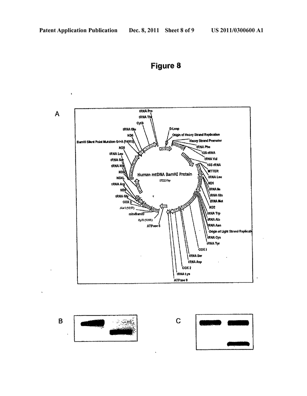 METHODS AND COMPOSITIONS FOR DELIVERING POLYNUCLEOTIDES - diagram, schematic, and image 09