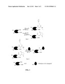 PROCESSES FOR SYNTHESIZING ALKALINE PHOSPHATASE CONJUGATES diagram and image