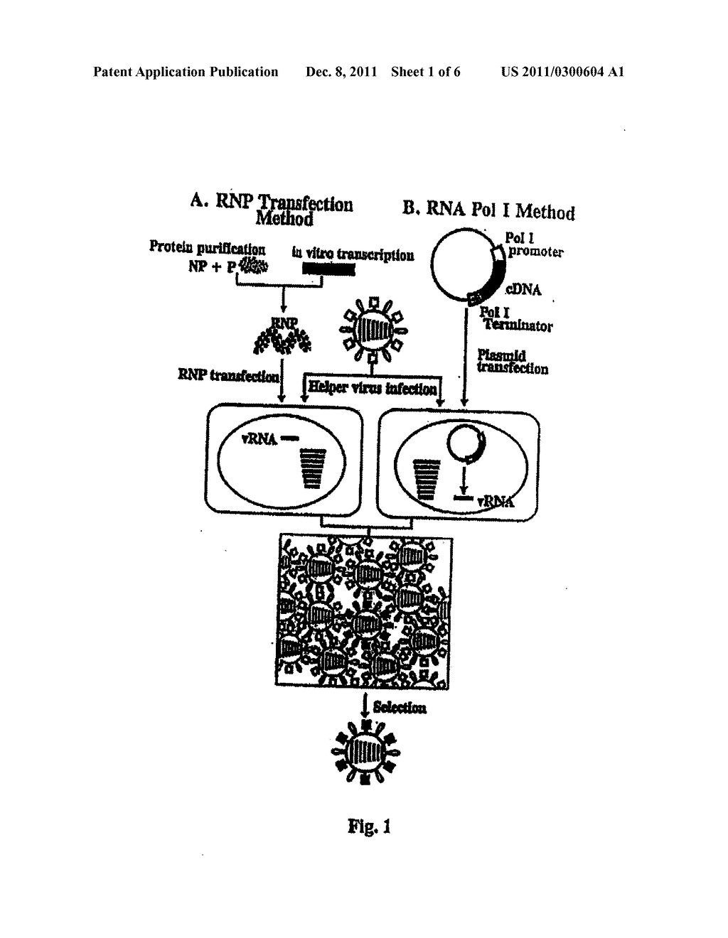 RECOMBINANT INFLUENZA VECTORS WITH TANDEM TRANSCRIPTION UNITS - diagram, schematic, and image 02