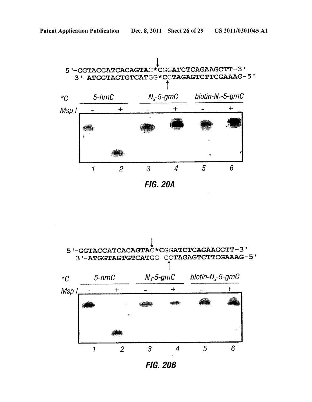 Composition and Methods Related to Modification of 5-Hydroxymethylcytosine     (5-hmC) - diagram, schematic, and image 27