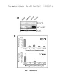 Biomarkers For Human Papilloma Virus-Associated Cancers diagram and image