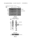 COMPOSITIONS AND METHODS FOR DIAGNOSING AND TREATING CANCER AND     NEURODEGENERATIVE DISEASES RELATED TO BECLIN-1 diagram and image