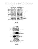 COMPOSITIONS AND METHODS FOR DIAGNOSING AND TREATING CANCER AND     NEURODEGENERATIVE DISEASES RELATED TO BECLIN-1 diagram and image