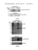 COMPOSITIONS AND METHODS FOR DIAGNOSING AND TREATING CANCER AND     NEURODEGENERATIVE DISEASES RELATED TO BECLIN-1 diagram and image