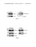 COMPOSITIONS AND METHODS FOR DIAGNOSING AND TREATING CANCER AND     NEURODEGENERATIVE DISEASES RELATED TO BECLIN-1 diagram and image