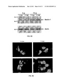 COMPOSITIONS AND METHODS FOR DIAGNOSING AND TREATING CANCER AND     NEURODEGENERATIVE DISEASES RELATED TO BECLIN-1 diagram and image