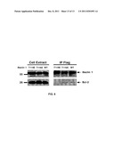 COMPOSITIONS AND METHODS FOR DIAGNOSING AND TREATING CANCER AND     NEURODEGENERATIVE DISEASES RELATED TO BECLIN-1 diagram and image