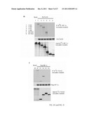 METHODS AND COMPOSITIONS FOR ASSESSING AND TREATING METASTASIS, METASTATIC     CANCER, AND POTENTIAL FOR METASTASIS diagram and image