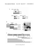 METHODS AND COMPOSITIONS FOR ASSESSING AND TREATING METASTASIS, METASTATIC     CANCER, AND POTENTIAL FOR METASTASIS diagram and image