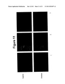 Oral Administration Of Therapeutic Agent Coupled To Transporting Agent diagram and image