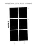 Oral Administration Of Therapeutic Agent Coupled To Transporting Agent diagram and image