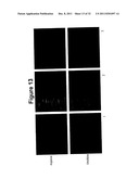 Oral Administration Of Therapeutic Agent Coupled To Transporting Agent diagram and image