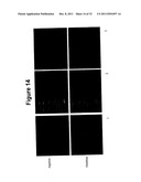 Oral Administration Of Therapeutic Agent Coupled To Transporting Agent diagram and image