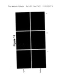 Oral Administration Of Therapeutic Agent Coupled To Transporting Agent diagram and image