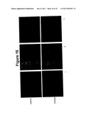 Oral Administration Of Therapeutic Agent Coupled To Transporting Agent diagram and image