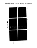 Oral Administration Of Therapeutic Agent Coupled To Transporting Agent diagram and image