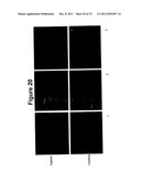 Oral Administration Of Therapeutic Agent Coupled To Transporting Agent diagram and image