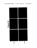 Oral Administration Of Therapeutic Agent Coupled To Transporting Agent diagram and image