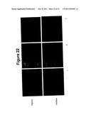 Oral Administration Of Therapeutic Agent Coupled To Transporting Agent diagram and image