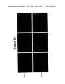 Oral Administration Of Therapeutic Agent Coupled To Transporting Agent diagram and image