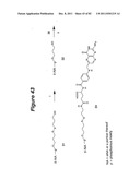 RNA INTERFERENCE MEDIATED INHIBITION OF GENE EXPRESSION USING CHEMICALLY     MODIFIED SHORT INTERFERING NUCLEIC ACID (siNA) diagram and image