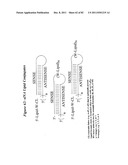 RNA INTERFERENCE MEDIATED INHIBITION OF GENE EXPRESSION USING CHEMICALLY     MODIFIED SHORT INTERFERING NUCLEIC ACID (siNA) diagram and image