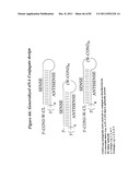 RNA INTERFERENCE MEDIATED INHIBITION OF GENE EXPRESSION USING CHEMICALLY     MODIFIED SHORT INTERFERING NUCLEIC ACID (siNA) diagram and image