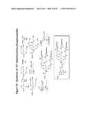 RNA INTERFERENCE MEDIATED INHIBITION OF GENE EXPRESSION USING CHEMICALLY     MODIFIED SHORT INTERFERING NUCLEIC ACID (siNA) diagram and image