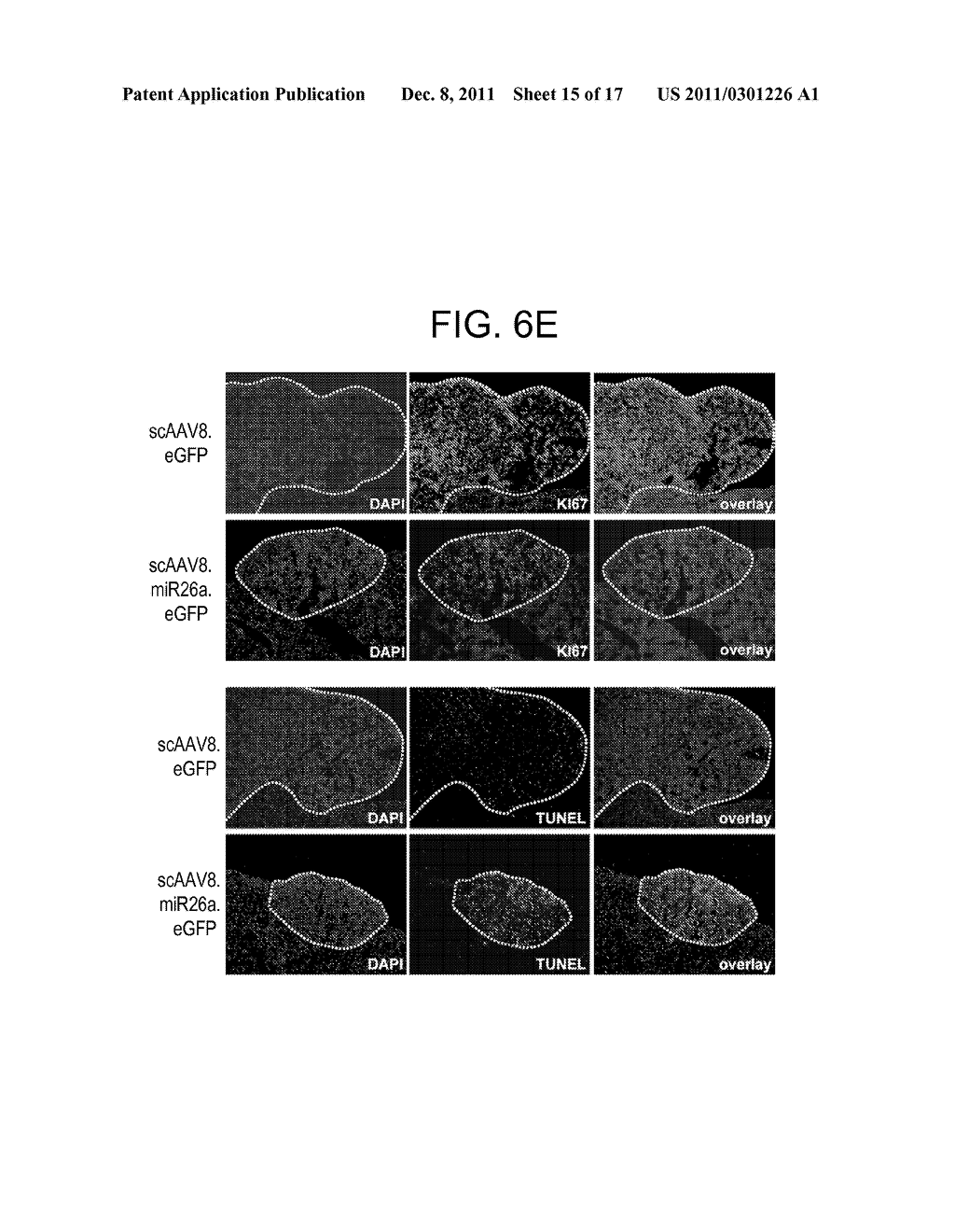 COMPOSITIONS AND METHODS FOR TREATING HEPATIC NEOPLASIA - diagram, schematic, and image 16