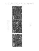 NOVEL POLYMORPHIC FORMS OF PERINDOPRIL (L)-ARGININE AND PROCESS FOR THE     PREPARATION THEREOF diagram and image