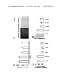 TREATMENT OF CHRONIC INFLAMMATORY RESPIRATORY DISORDERS diagram and image